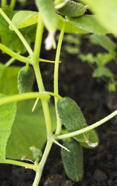 Växande gröna gurkor i trädgården utomhus — Stockfoto