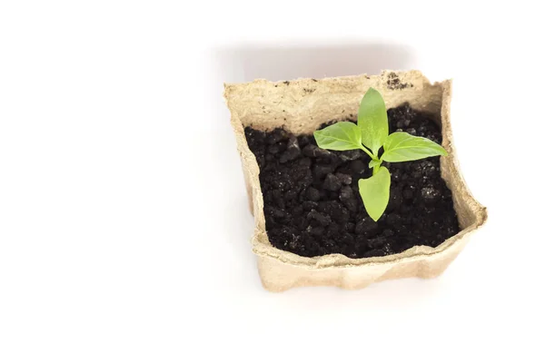 Kleine groene paprika sprout groeien in eco-vriendelijke turf pot op witte achtergrond met kopie ruimte — Stockfoto