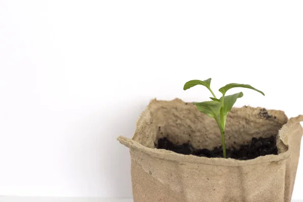 Een kleine groene paprika-sprout groeien in een eco-vriendelijke organische pot op een witte achtergrond met een kopie van de ruimte — Stockfoto