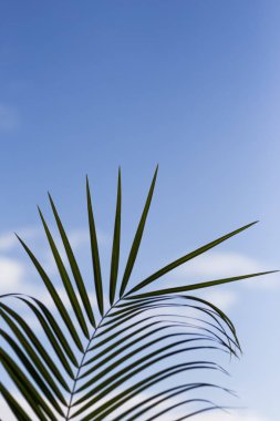 Güneşli mavi gökyüzüne karşı yeşil palmiye yaprağı