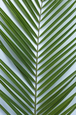 Tropikal palmiye soyut arka plan olarak mavi arka planda yaprakları