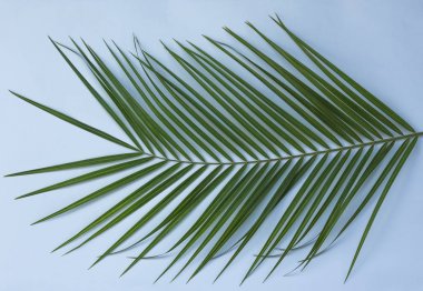 Tropikal palmiye soyut arka plan olarak mavi arka planda yaprakları