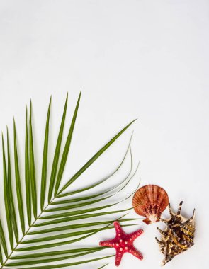 Tropikal arka plan. Beyaz arka planda denizyıldızı ve deniz kabukları ile palmiye dalı. Seyahat tatil konsepti. Düz daire, üst görünüm, kopya alanı