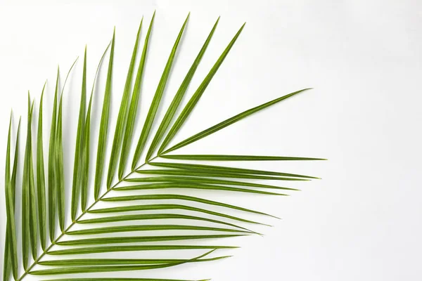 Tropiska palmblad på ljus bakgrund med kopierings utrymme — Stockfoto