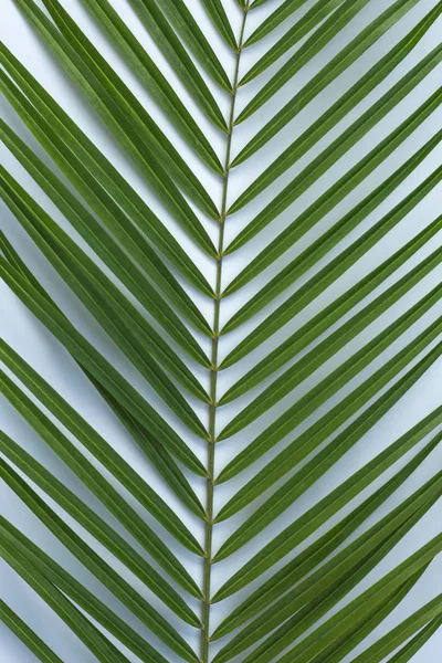Tropikal palmiye soyut arka plan olarak mavi arka planda yaprakları