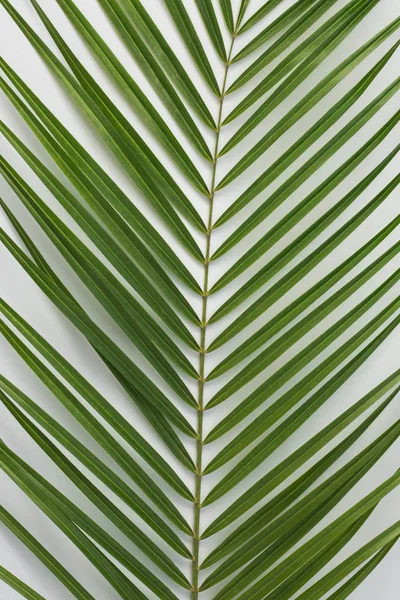 Tropische Palmenblätter auf hellem Hintergrund als abstrakter Hintergrund — Stockfoto