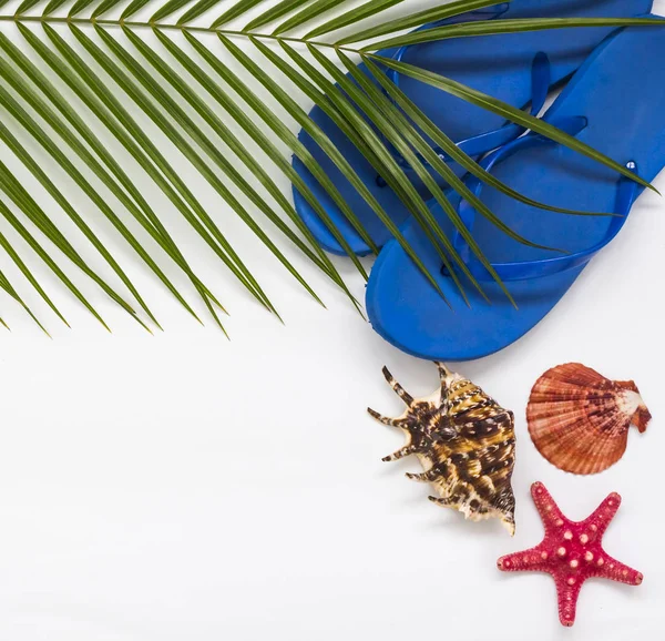 Tropikal palmiye deniz kabuğu ve yıldız ve kopya alanı ile plaj sezonu için kadın Shales ile arka plan yaprakları