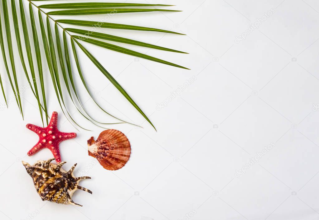 Tropical Background. Palm branch with starfish and seashells on a white background. Flat apartment, top view, copy space