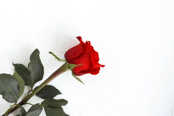 Schöne rote Rose auf weißem Hintergrund mit Kopierraum — Stockfoto
