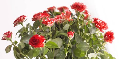 beyaz arka plan üzerinde buket güzel küçük güller