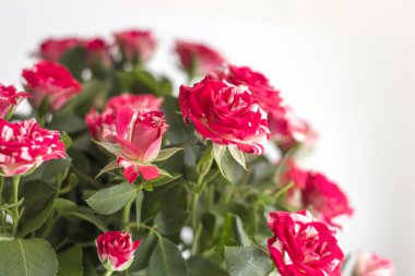 alan bir kopyası ile bir buket güzel küçük güller