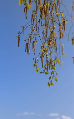 mavi gökyüzüne karşı baharda çiçekli huş dalları