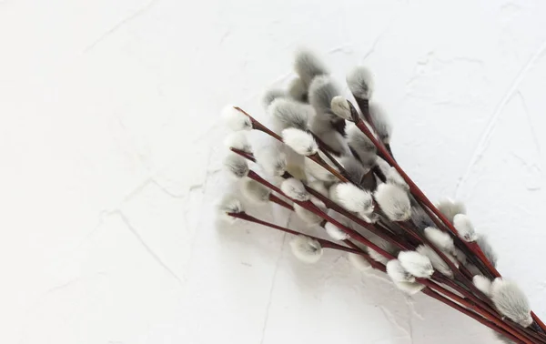 Bouquet of willow on a white background ,the concept of palm Sunday — Stock Photo, Image