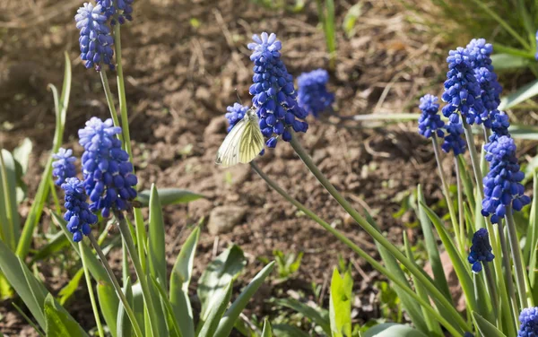 bahçede mavi Muscari çiçekleri üzerinde güzel beyaz kelebek