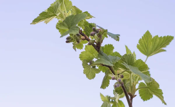 Branch of black currant in the early spring on the sky background — Stock Photo, Image