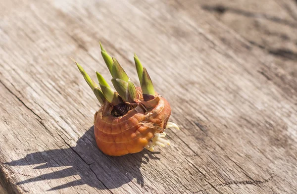 kopya alanı ile parlak güneş ışığında ahşap arka plan üzerinde filizlenmiş gladiolus ampul