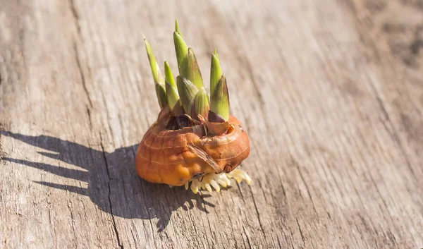 Klíčení gladiolus žárovka na dřevěném pozadí s kopírovacím prostorem — Stock fotografie