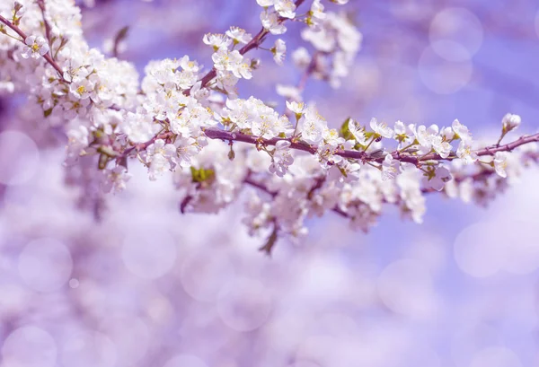 Fond de fleur de cerisier au printemps en rose sur fond flou — Photo