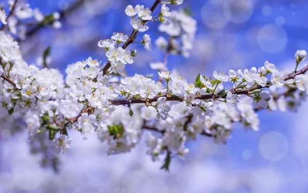 Kirschblüten im Frühling vor verschwommenem Hintergrund — Stockfoto