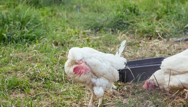 農場の白い大人の鶏羽を掃除し — ストック写真