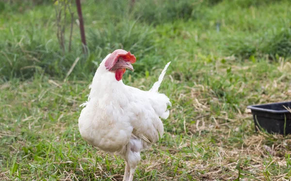 one White adult funny chicken walking in the yard