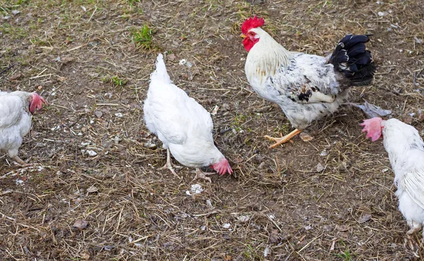 Białe dorosłe kury i piękny kogut spaceru w podwórku — Zdjęcie stockowe