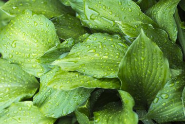 bir yağmur sonra Hosta yaprakları soyut yeşil arka plan