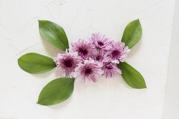 composition of purple chrysanthemum flowers on white background flat lay