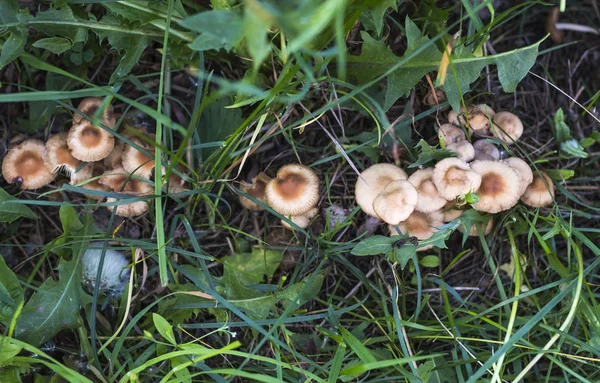 Micelio de pequeños agáricos franceses de miel creciendo en una fila en un prado en la hierba, vista superior —  Fotos de Stock