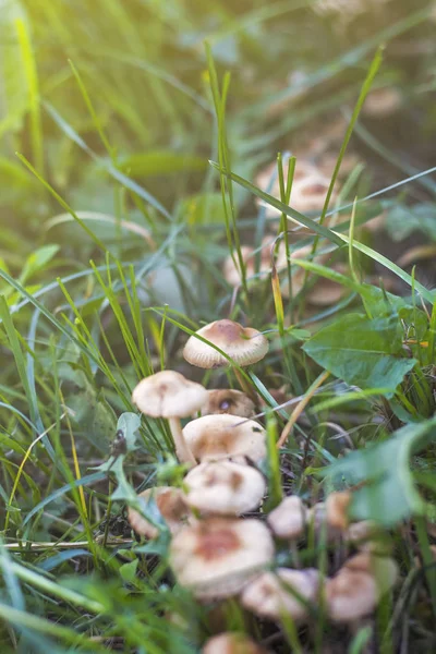 Little French honey agarics growing in a meadow in the grass — Stock Photo, Image