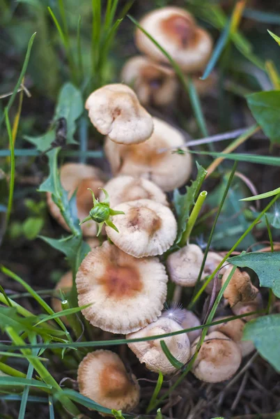 Micelio de pequeños agáricos de miel franceses creciendo en fila en un prado en la hierba, primer plano — Foto de Stock