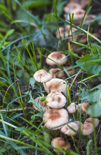 Micelio de pequeños agáricos de miel franceses creciendo en fila en un prado en la hierba — Foto de Stock