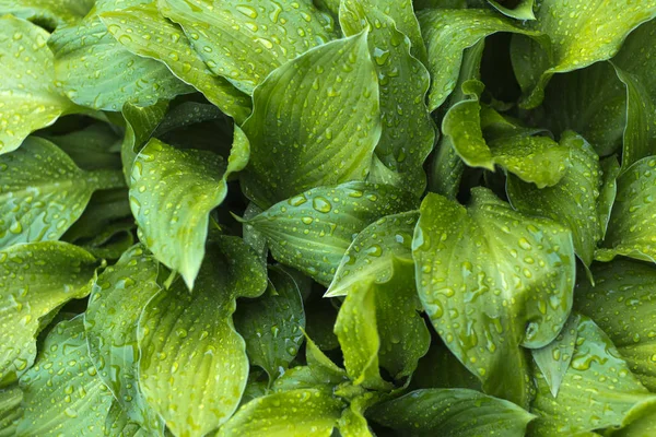 Hosta dengan tetes hujan, hijau segar setelah hujan — Stok Foto
