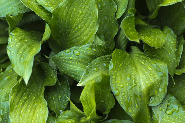 Latar belakang dari Hosta dengan tetes hujan, hijau segar setelah hujan — Stok Foto