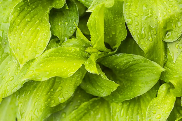 Hojas verde-amarillas de la planta huésped, verano en el jardín después de la lluvia —  Fotos de Stock