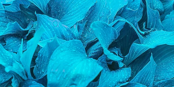 下雨后霍斯塔叶子的抽象蓝色背景 — 图库照片