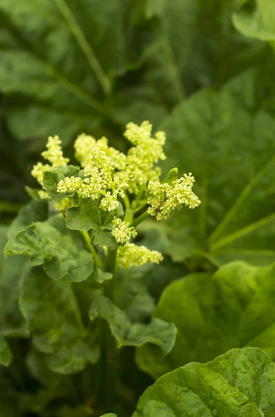 Rhubarbe en fleurs, inflorescence de fleurs sur fond vert — Photo