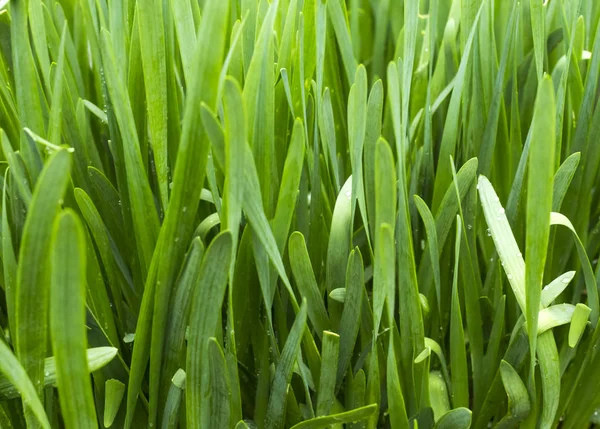 Природний зелений фон Сісает цибулі, що росте в саду — стокове фото