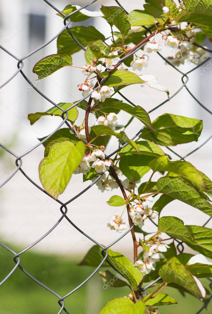 Actinidia climbing plant with beautiful flowers growing on the fence