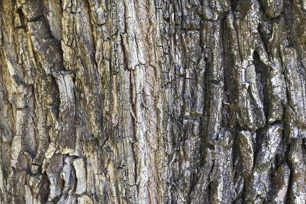 Seamless tree bark background. Brown texture of the old tree
