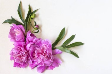 beyaz arka plan üzerinde şakayık çiçek kompozisyonu. Düz döşeme, üst görünüm, kopyalama alanı ile