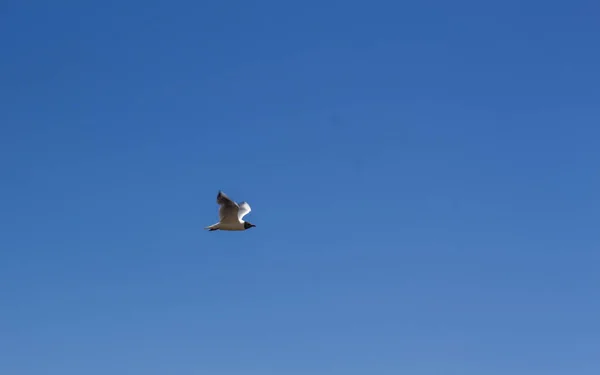 Белая чайка летит в ясном голубом небе — стоковое фото