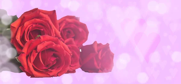 Roses on a pink blurred background with hearts.Valentine's day — Stock Photo, Image