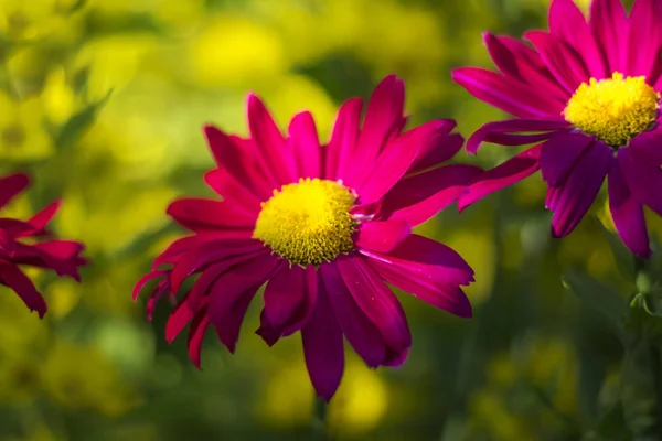 Heldere donker roze Echinacea bloem op zachte kleurrijke bokeh achtergrond — Stockfoto