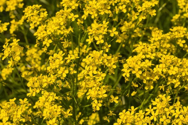 Fond de petites fleurs jaunes poussant dans le champ — Photo