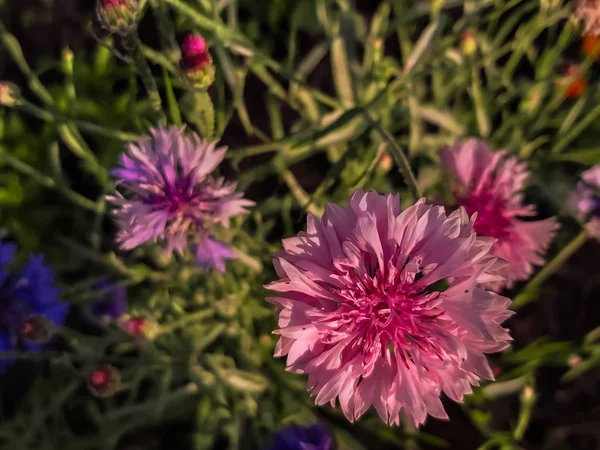 Rosa schöne Kornblumen im heimischen Garten — Stockfoto