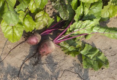 bahçe üst görünümünde bir yatakta iki koparılmış kırmızı pancar