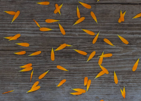 flat lay, bright marigold petals scattered chaotically on a wooden background