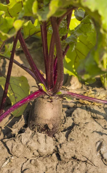 Rote Rüben wachsen im heimischen Garten in der Erde — Stockfoto