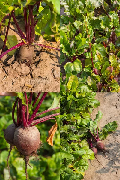 collage, red beet roots growing in the garden
